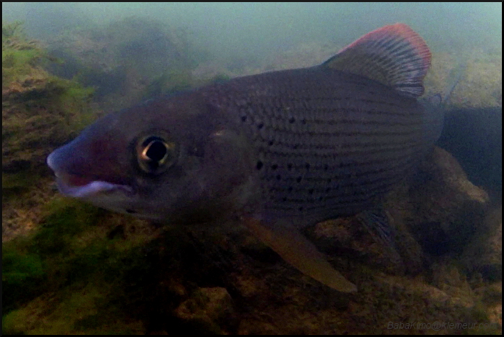 Grayling